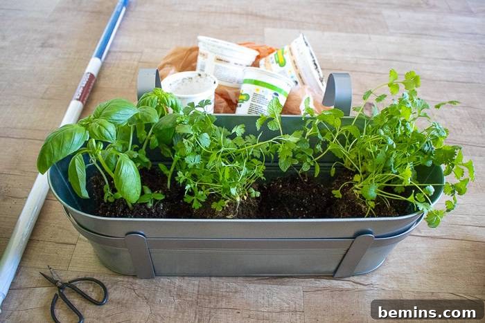 Carefully planting fresh herb seedlings like basil, parsley, and mint into a hanging planter with soil.