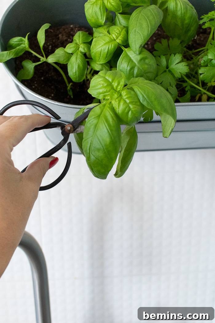 A person carefully cutting a stem of fresh basil from a thriving indoor hanging herb garden.