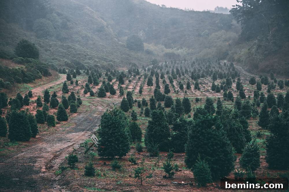 Unlock the Secrets to a Long Lasting Christmas Tree 3 A family selecting a Christmas tree at a festive Christmas tree farm