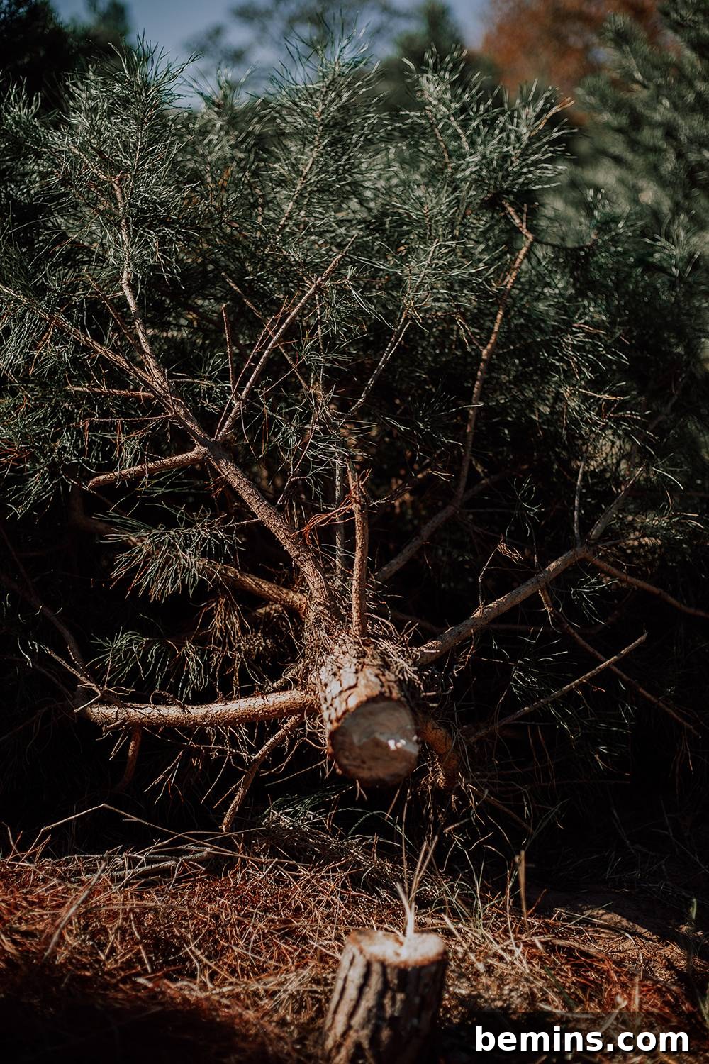 Unlock the Secrets to a Long Lasting Christmas Tree 4 Close-up of a person cutting their own Christmas tree with a hand saw