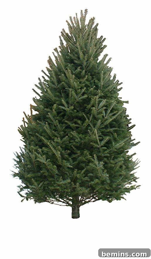 Unlock the Secrets to a Long Lasting Christmas Tree 5 A real Christmas tree being delivered to a home, ready for holiday decorating