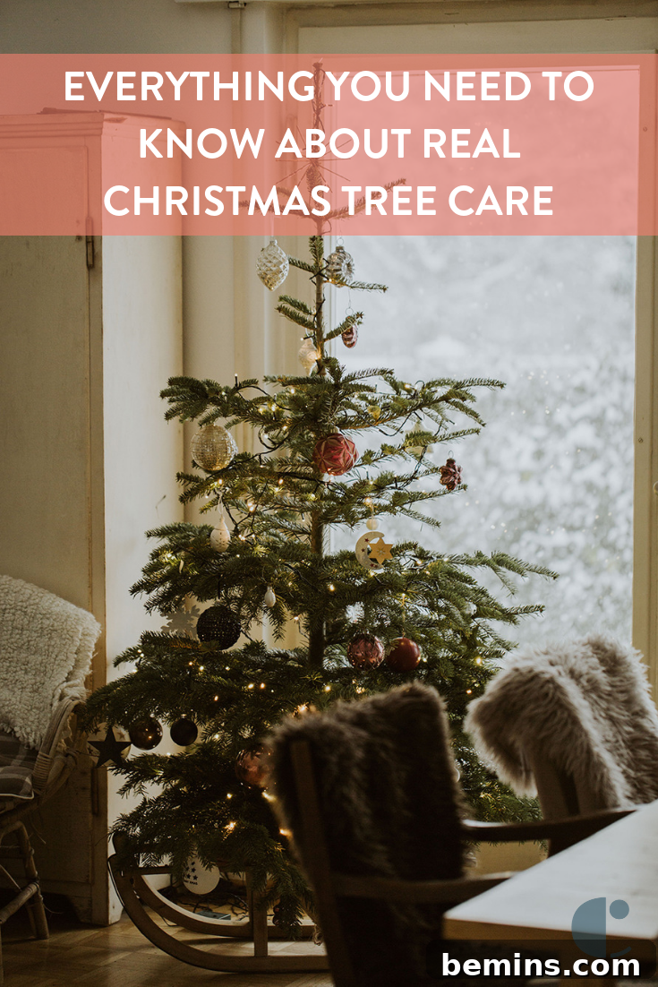 Unlock the Secrets to a Long Lasting Christmas Tree 8 Expert tips for real Christmas tree care: selection, maintenance, and disposal for a fresh and long-lasting tree.