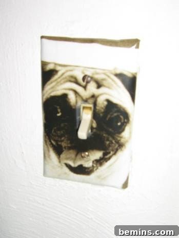 Dog image on light face plate on wall.