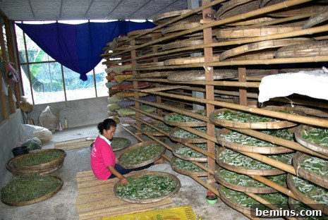 Crafting Silk The Essential 6 Steps 2 Raising silkworms on mulberry leaves, a crucial step in traditional silk production.