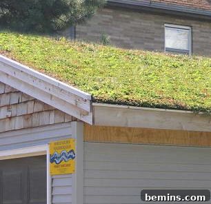 Green roof example showcasing lush vegetation