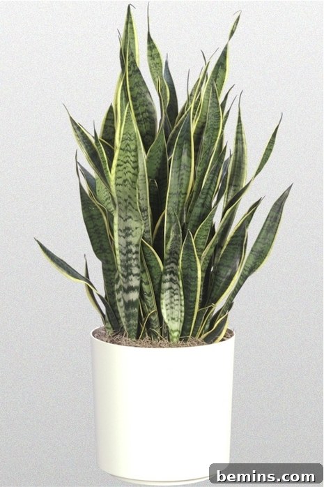The Black Thumb's Guide to Indestructible Houseplants 2 Sansevieria Plant