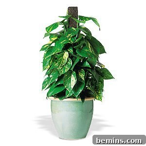 The Black Thumb's Guide to Indestructible Houseplants 3 Pothos Plant