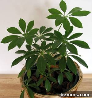 The Black Thumb's Guide to Indestructible Houseplants 4 Schefflera Plant