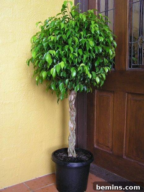 The Black Thumb's Guide to Indestructible Houseplants 5 Ficus Plant