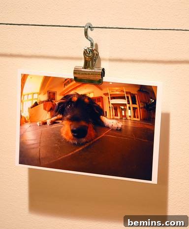 Photo Hanging with S-Hook and Bulldog Clip