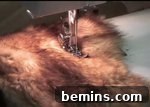 Hand-sewing the difficult spots on the Bigfoot costume