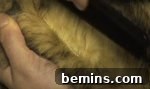 Combing the fur to conceal the stitch lines