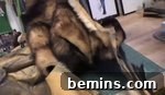 Attaching the fur strips to the legs of the Bigfoot costume