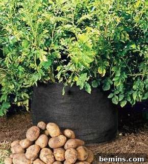 Home-grown Potatoes