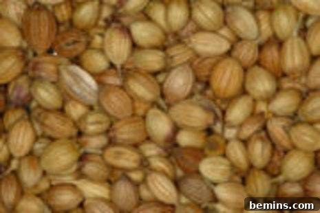Dried coriander seeds.