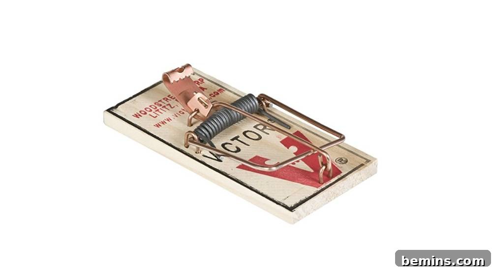 How to get rid of mice: Use an old-fashioned snap trap