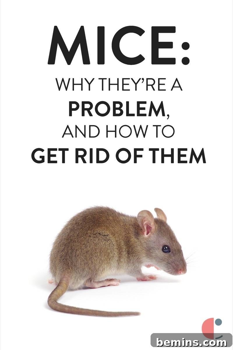 How to get rid of mice
