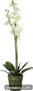 A tall and slender Odontoglossums plant with delicate white flowers in a pot.