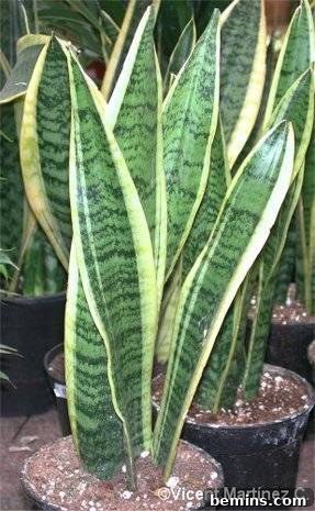 A collection of potted Sansevieria Trifascita Laurentii plants with striking green and yellow leaves.