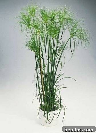 A tall and wispy Cyperus Albostriatus plant in a rounded silver pot.