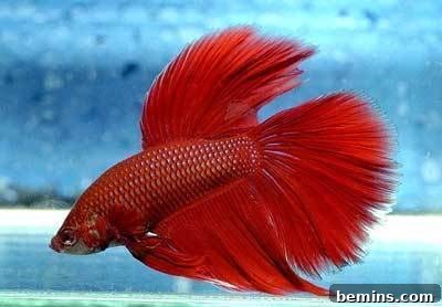 Betta Fish