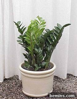 Indoor plant in a pot.