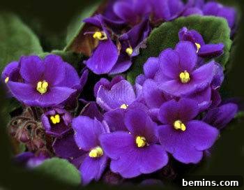 Violet color flowers with yellow flower at the center are blooming.