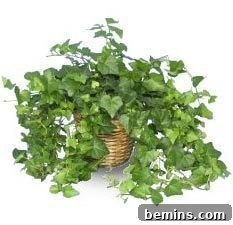English ivy