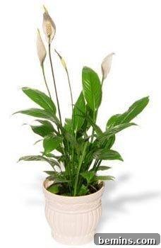 Peace lily plant