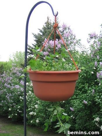 Making an Upside Down Tomato Planter: The finished product. Pretty nice! And grows mighty fine tomatoes!