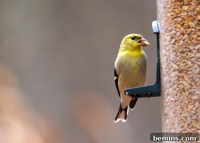 Damaged bird feeder with missing seed-saving inserts