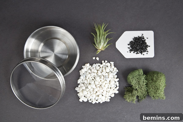 Miniature Magnetic Gardens: DIY Terrarium Magnets to Liven Up Your Fridge 3 Materials for DIY Magnetic Vertical Garden