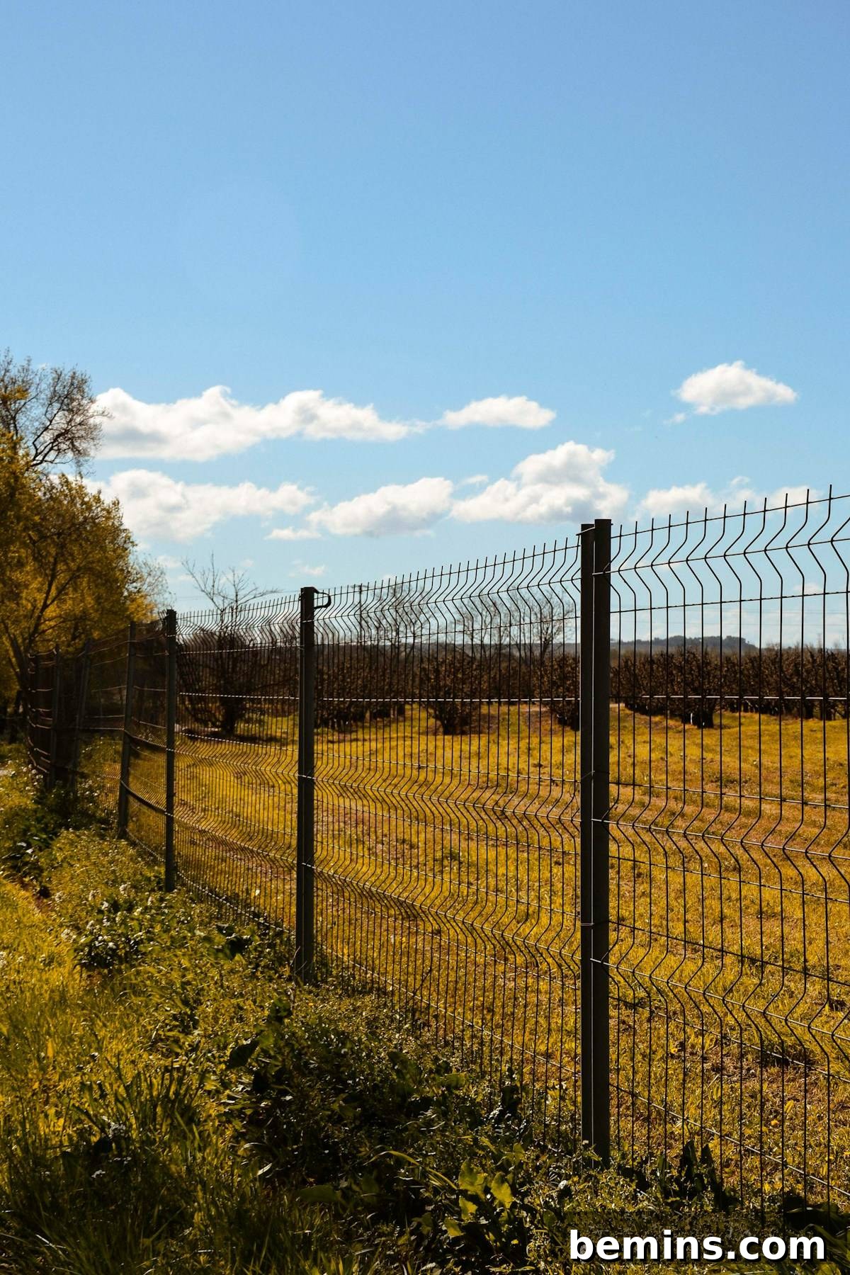 Chain link fence enclosing a lush green yard