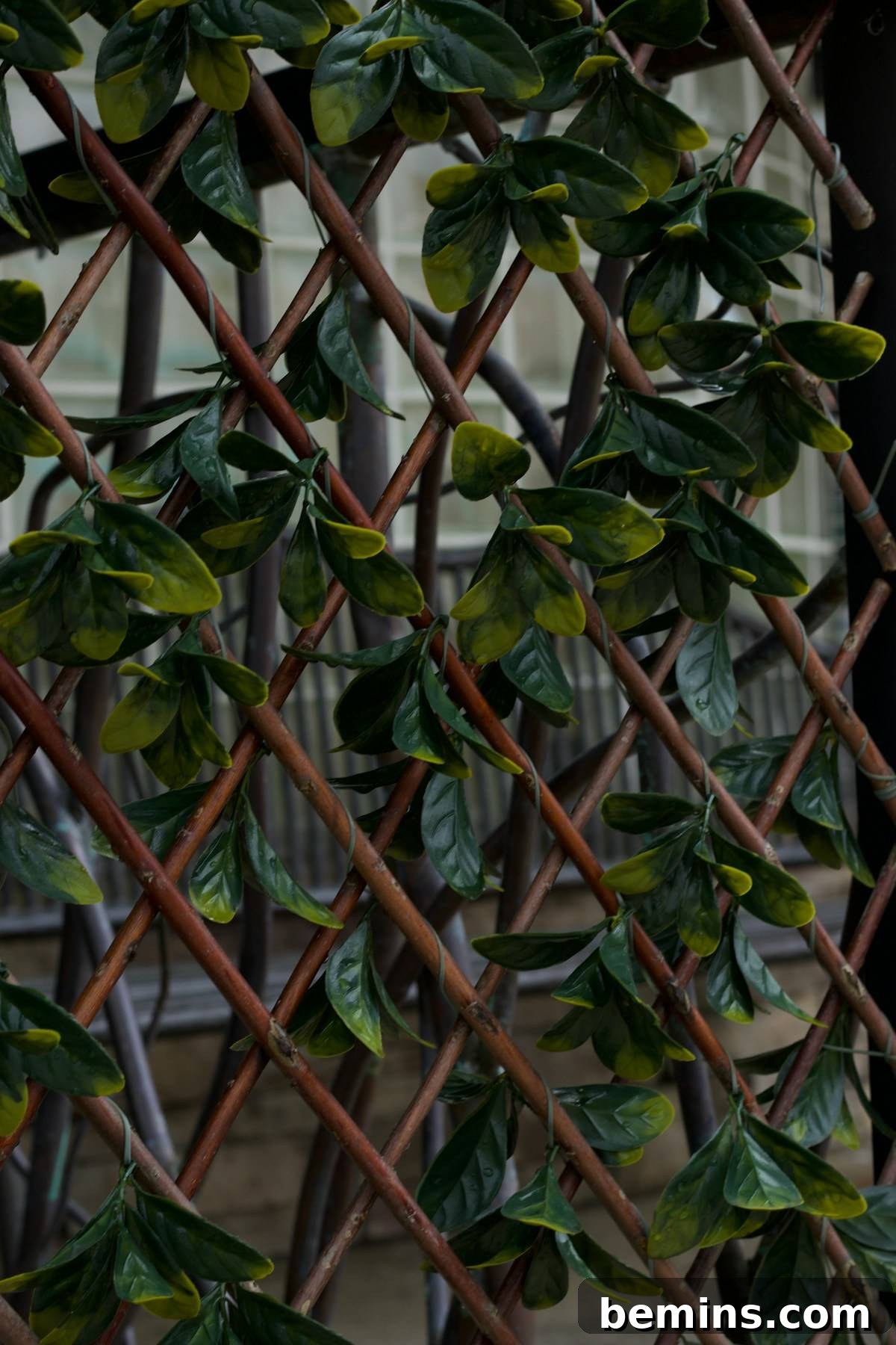 Lush green vines climbing a chain link fence