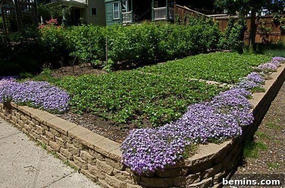 A grassy lawn converted to edible plants