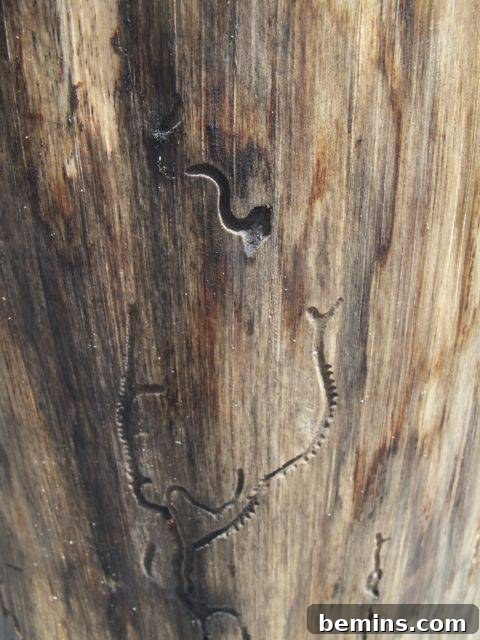 Log After Removing Bark and Cleaning