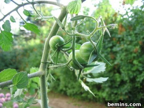 Close-up of green tomatoes growing on an upside down plant.