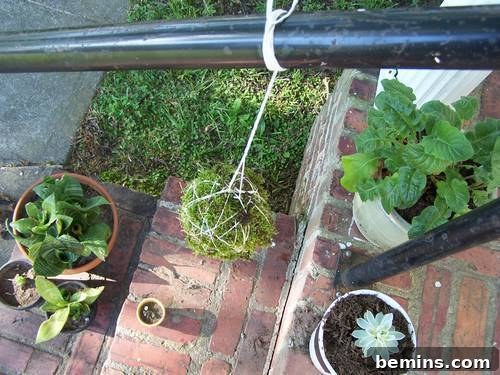Herb String Garden