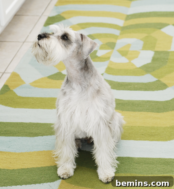 Our adorable dog in the new kitchen