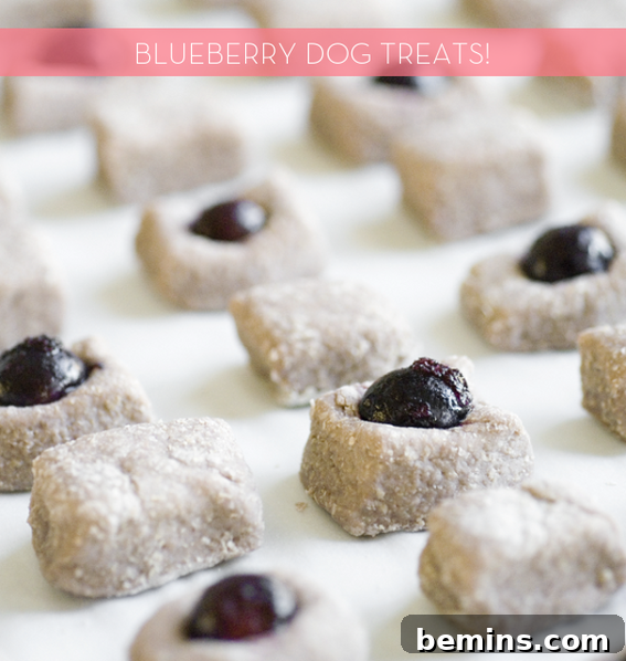 Homemade blueberry dog treats