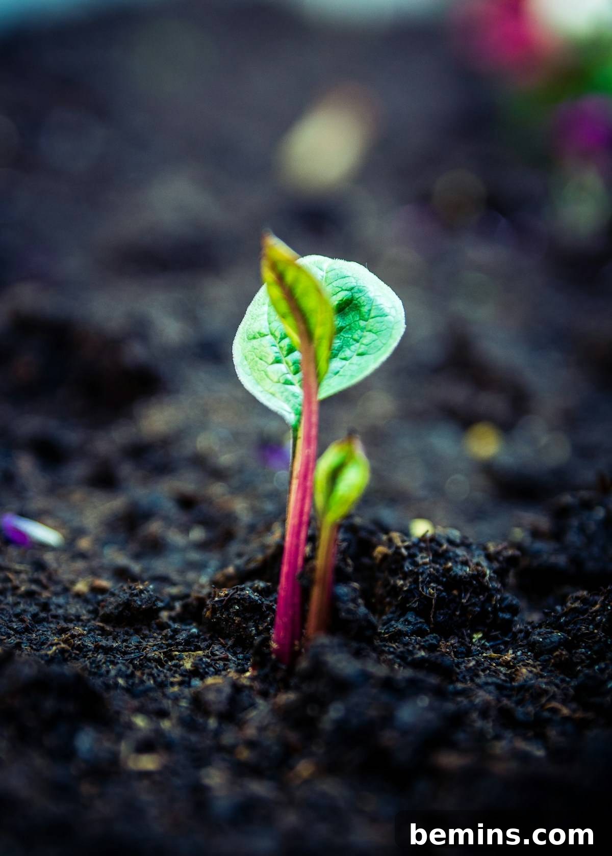 Soil Savvy: A Gardener's Guide to Perfecting Your Plot 2 Healthy plant growing in nutrient-rich soil
