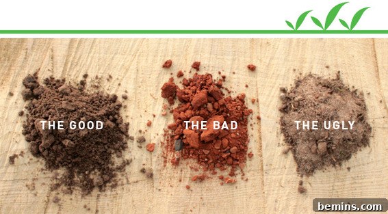 Soil Savvy: A Gardener's Guide to Perfecting Your Plot 3 Close-up comparison of dirt and soil