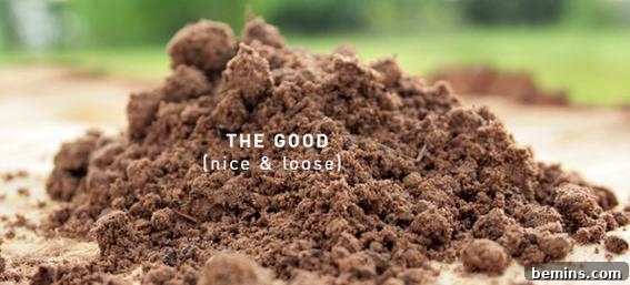 Soil Savvy: A Gardener's Guide to Perfecting Your Plot 5 Diagram of adequate soil depth for plant roots