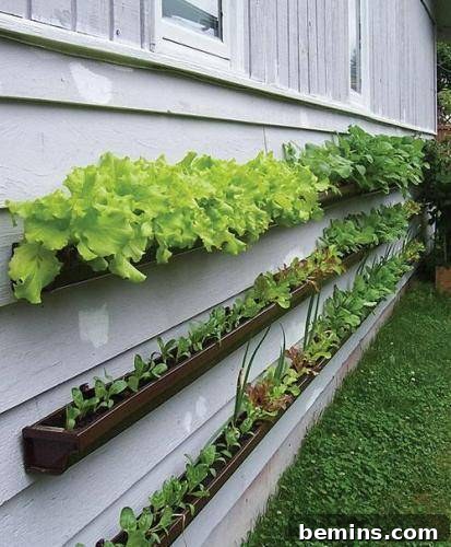 Rain gutter vertical garden.