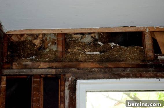Interior Structure Revealed After Wall Removal