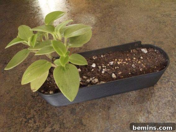 Planting the Succulent in the Caddy