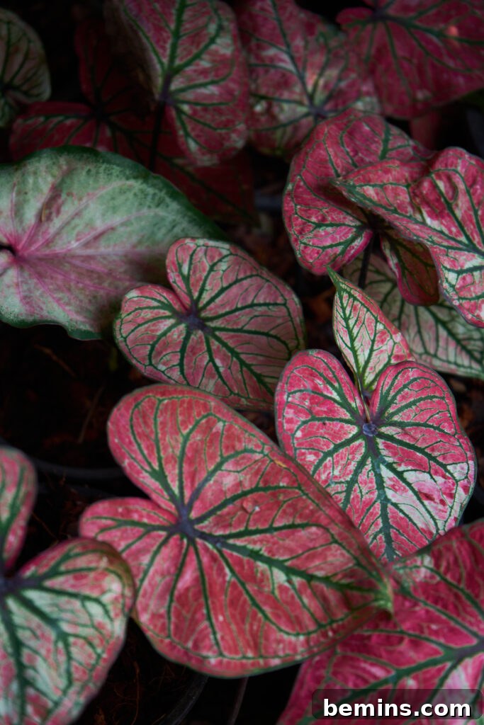 Caladium plants