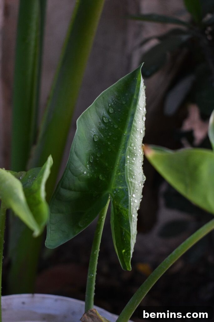 Colocasia (Elephant Ear)