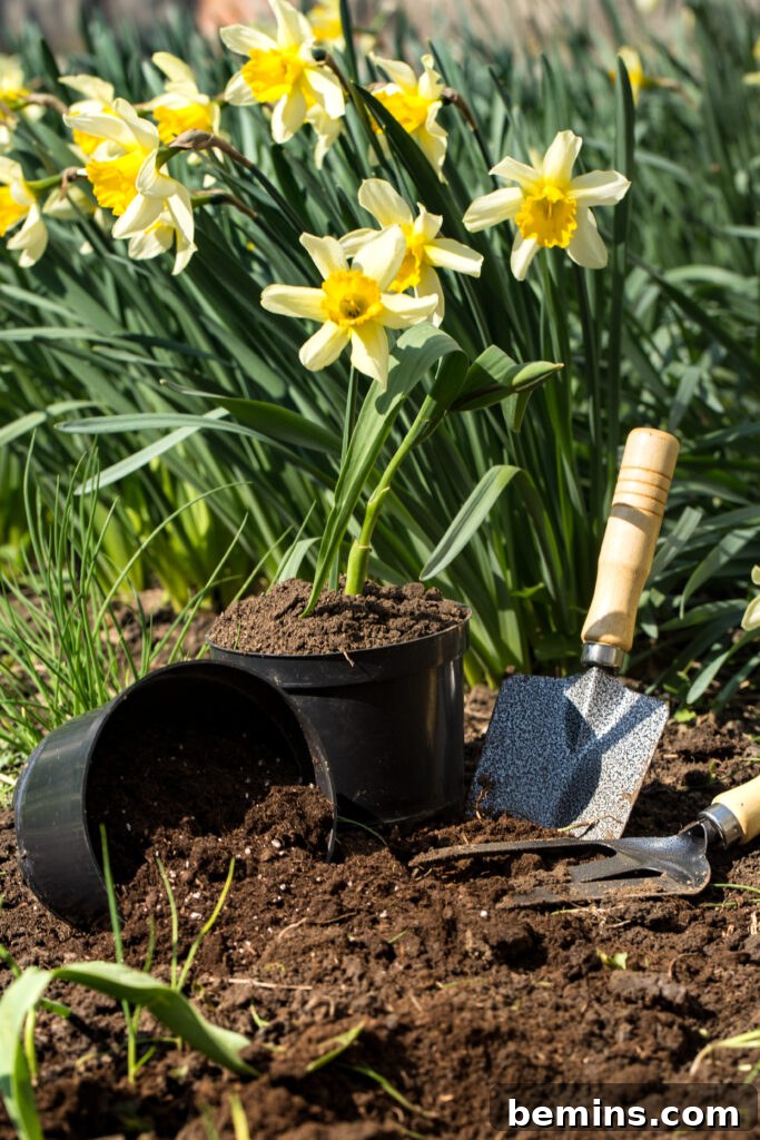 Bulb planting in the garden with a small shovel