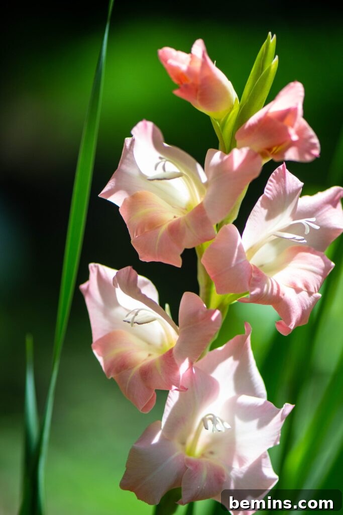 Light pink gladiolas in bloom